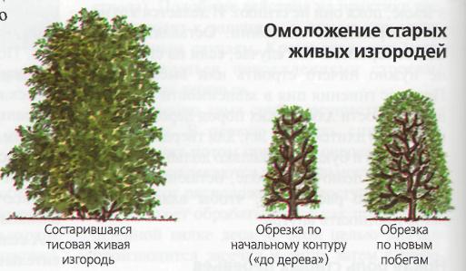 Как на даче сделать живую изгородь: варианты, посадка и уход, обзор .