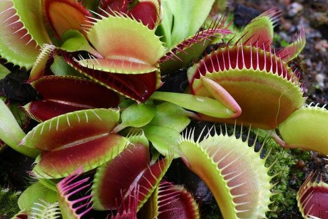 Самые необычные растения в мире (11 фото + текст)