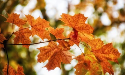кленовые листья осень ветка